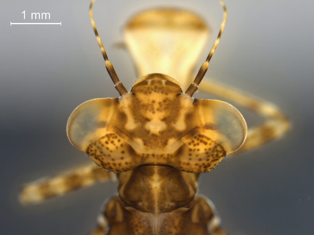 Coenagrion puella & pulchellum